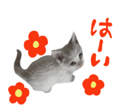 White cat kitty silver real photo sticker #14495305
