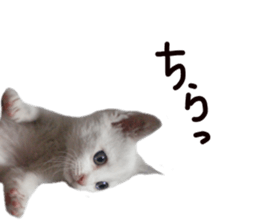 White cat kitty silver real photo sticker #14495306