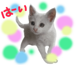 White cat kitty silver real photo sticker #14495307
