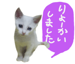 White cat kitty silver real photo sticker #14495308