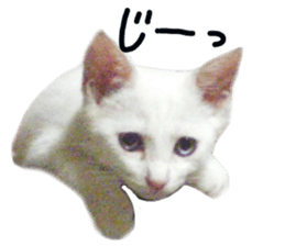 White cat kitty silver real photo sticker #14495309