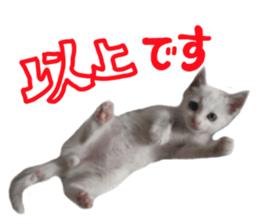 White cat kitty silver real photo sticker #14495310