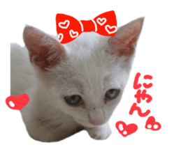 White cat kitty silver real photo sticker #14495311