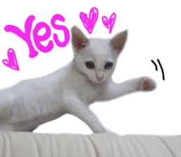 White cat kitty silver real photo sticker #14495312