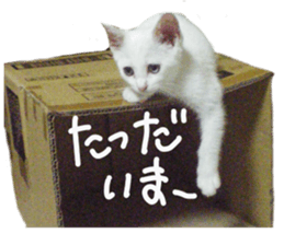 White cat kitty silver real photo sticker #14495313