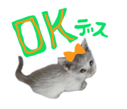 White cat kitty silver real photo sticker #14495314