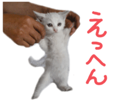 White cat kitty silver real photo sticker #14495315