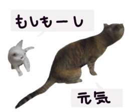 White cat kitty silver real photo sticker #14495316