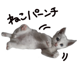 White cat kitty silver real photo sticker #14495317