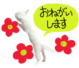 White cat kitty silver real photo sticker #14495319