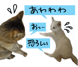 White cat kitty silver real photo sticker #14495320