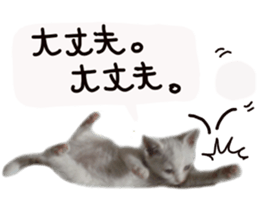 White cat kitty silver real photo sticker #14495321