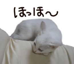 White cat kitty silver real photo sticker #14495322