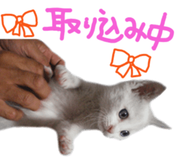 White cat kitty silver real photo sticker #14495323