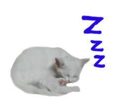 White cat kitty silver real photo sticker #14495324