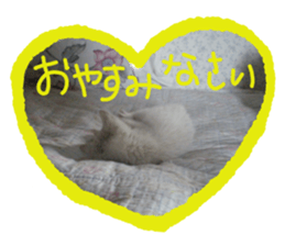 White cat kitty silver real photo sticker #14495325
