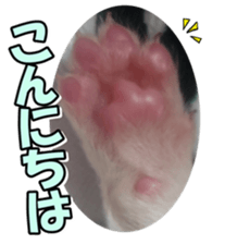 Bordercolliefan2 sticker #14496526