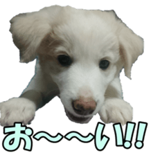 Bordercolliefan2 sticker #14496527