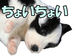 Bordercolliefan2 sticker #14496528