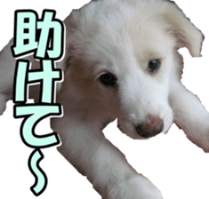 Bordercolliefan2 sticker #14496529