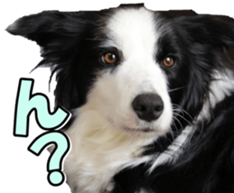 Bordercolliefan2 sticker #14496530