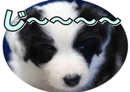 Bordercolliefan2 sticker #14496531