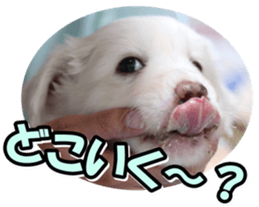 Bordercolliefan2 sticker #14496532