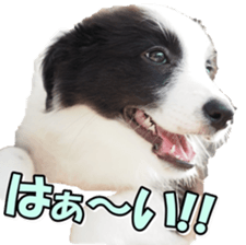 Bordercolliefan2 sticker #14496533