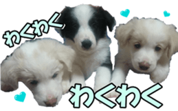 Bordercolliefan2 sticker #14496534