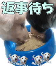 Bordercolliefan2 sticker #14496535