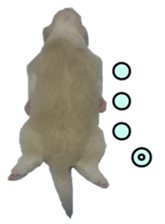 Bordercolliefan2 sticker #14496537