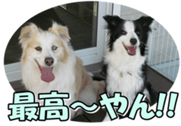 Bordercolliefan2 sticker #14496538