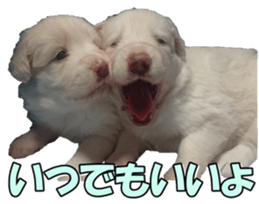 Bordercolliefan2 sticker #14496539