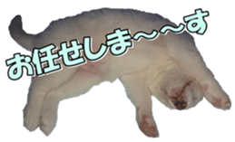 Bordercolliefan2 sticker #14496540