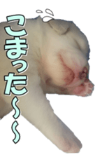 Bordercolliefan2 sticker #14496541