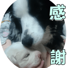 Bordercolliefan2 sticker #14496542