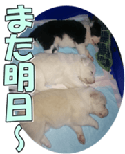 Bordercolliefan2 sticker #14496543