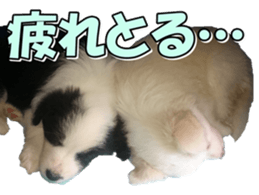 Bordercolliefan2 sticker #14496544