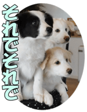 Bordercolliefan2 sticker #14496545