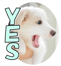 Bordercolliefan2 sticker #14496546