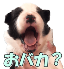 Bordercolliefan2 sticker #14496547