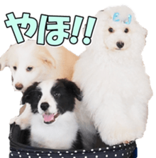 Bordercolliefan2 sticker #14496548