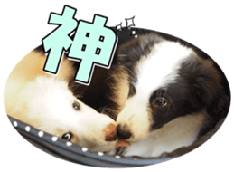 Bordercolliefan2 sticker #14496549