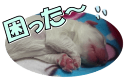 Bordercolliefan2 sticker #14496550