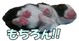 Bordercolliefan2 sticker #14496551