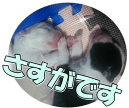 Bordercolliefan2 sticker #14496552