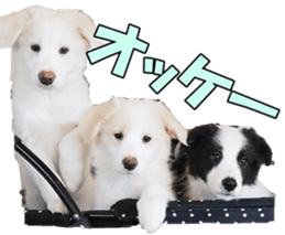 Bordercolliefan2 sticker #14496553