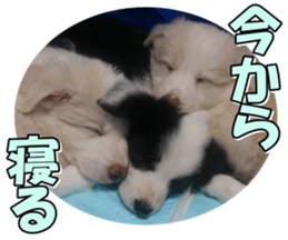 Bordercolliefan2 sticker #14496554