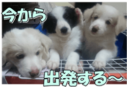 Bordercolliefan2 sticker #14496555