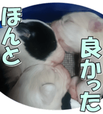 Bordercolliefan2 sticker #14496556